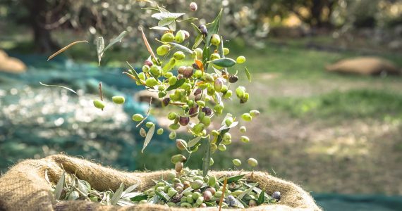 Ελιά Χαλκιδικής: Αποθήκη ή για λάδι χωρίς καλή τιμή, ανοίγουν τα χαρτιά τους οι έμποροι