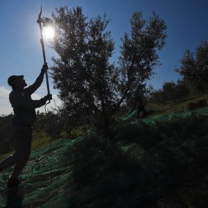 Ισπανία: Η ξηρασία πλήττει τους ελαιοπαραγωγούς στη χώρα με τις μεγαλύτερες εξαγωγές