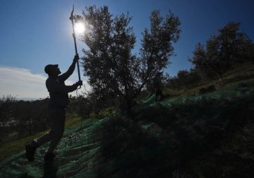 Ισπανία: Η ξηρασία πλήττει τους ελαιοπαραγωγούς στη χώρα με τις μεγαλύτερες εξαγωγές