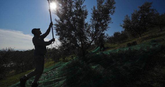 Ισπανία: Η ξηρασία πλήττει τους ελαιοπαραγωγούς στη χώρα με τις μεγαλύτερες εξαγωγές