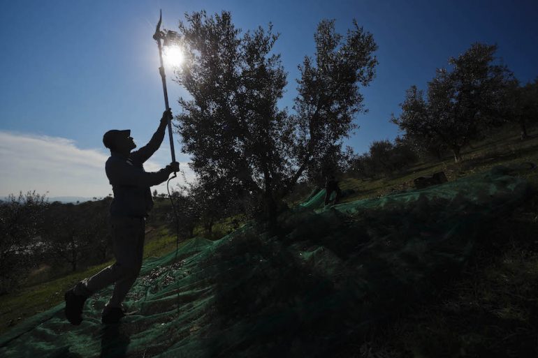 Ισπανία: Η ξηρασία πλήττει τους ελαιοπαραγωγούς στη χώρα με τις μεγαλύτερες εξαγωγές