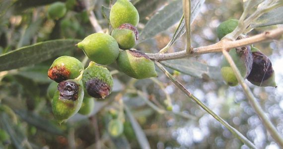 Κρήτη: Ασβεστώνουν τις ελιές για να σώσουν τη σοδειά